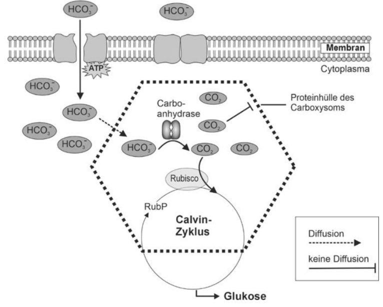 Diagramm: HCO3− wird ins Carboxysom transportiert, dort zu CO2 umgewandelt; Rubisco im Calvin‑Zyklus erzeugt Glukose.